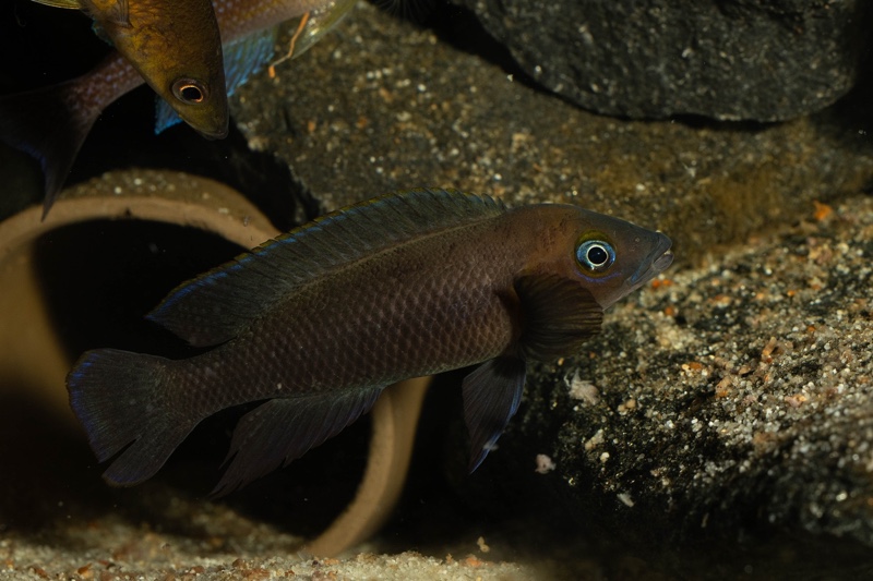 Neolamprologus sp. aff. 'pectoralis' Kiku